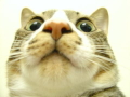 [Avatar]